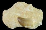 Mosasaur (Prognathodon) Tooth In Rock - Morocco #140660-1